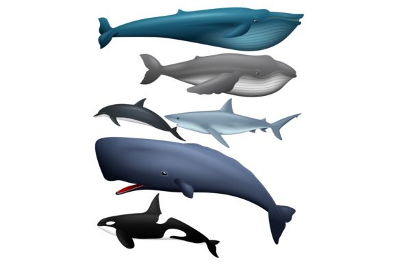 Download Marine Life Animals Clipart - Anima Collection
